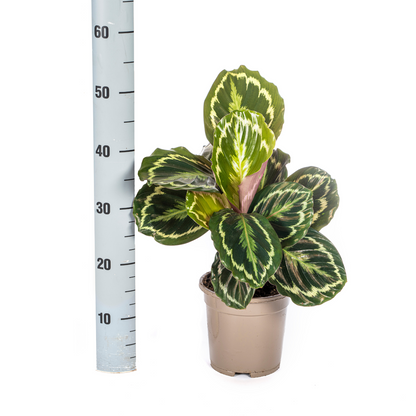 Kamerplant - Calathea Medallion - Pot Ø 17cm Hoogte ↕ 40-50cm