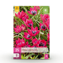 Buitenplant - Tulp Little Beauty - Bloeiend - 25 bollen Bolmaat 6/7