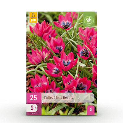 Buitenplant - Tulp Little Beauty - Bloeiend - 25 bollen Bolmaat 6/7
