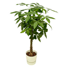XL kamerplant - Pachira Aquatica - Pot Ø 30cm Hoogte ↕ 160cm