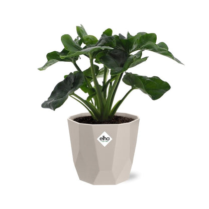 Kamerplant - Philodendron Atom - Inclusief sierpot - Pot Ø 14cm