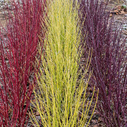 Buitenplant 3x Cornus alba Tricolour - Pot Ø 17cm Hoogte ↕ 45cm