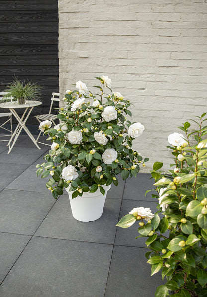 Buitenplant - Camellia japonica 'Nuccio's Gem' - Bloeiend - Pot Ø 19cm Hoogte ↕ 65cm