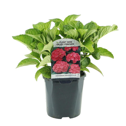 Buitenplant 3x Hortensia Hydrangea macrophylla Rood - Bloeiend - Pot Ø 17cm Hoogte ↕ 30cm