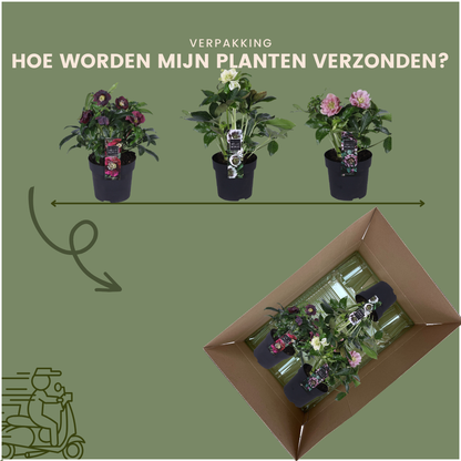 Buitenplant 3x Helleborus Specials - Bloeiend - Pot Ø 14cm Hoogte ↕ 25cm