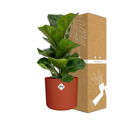 Kamerplant - Ficus Lyrata 'Bambino' - inclusief sierpot - Pot Ø 14cm