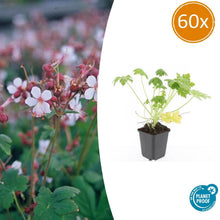 Buitenplant 60x Geranium macr. 'Spessart' - Bloeiend - Pot Ø 9cm Hoogte ↕ 10-25cm