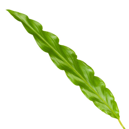 Kamerplant - Calathea Bluegrass - Pot Ø 12cm Hoogte ↕ 35cm