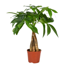 Kamerplant - Pachira Aquatica - Pot Ø 12cm Hoogte ↕ 35cm