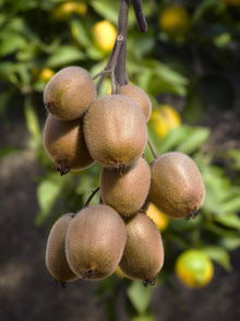 Buitenplant - Actinidia deliciosa 'Jenny' - Kiwi - Pot Ø 13cm Hoogte ↕ 45cm