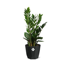 Kamerplant - Zamioculcas - Pot Ø 14cm Hoogte ↕ 45-50cm