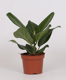 Kamerplant - Ficus Bengalensis - Pot Ø 12cm Hoogte ↕ 25cm