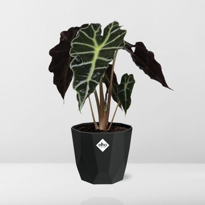 Kamerplant - Alocasia 'Polly' - Pot Ø 14cm