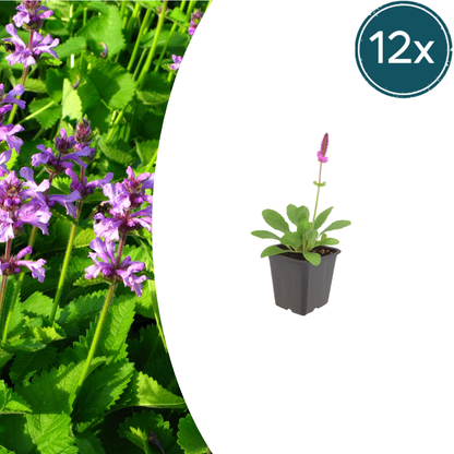 12x Stachys mon. 'Hummelo' - ↕10-25cm - Ø9cm