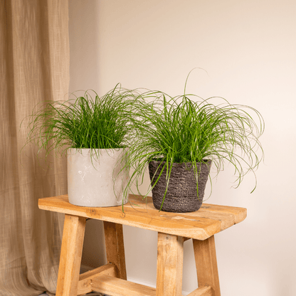 Kamerplant 2x Cyperus Alternifolius - Pot Ø 12cm Hoogte ↕ 20cm