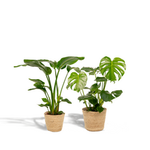 Kamerplanten set - Strelitzia Nicolai + Monstera Deliciosa - Inclusief siermand