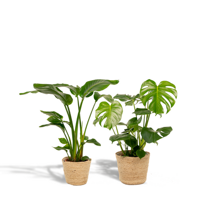 Kamerplanten set - Strelitzia Nicolai + Monstera Deliciosa - Inclusief siermand