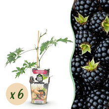 Buitenplant 6x Rubus Thornless Evergreen - Groenblijvend, Winterhard - Pot Ø 9cm Hoogte ↕ 25cm
