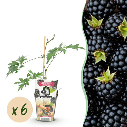 Buitenplant 6x Rubus Thornless Evergreen - Groenblijvend, Winterhard - Pot Ø 9cm Hoogte ↕ 25cm