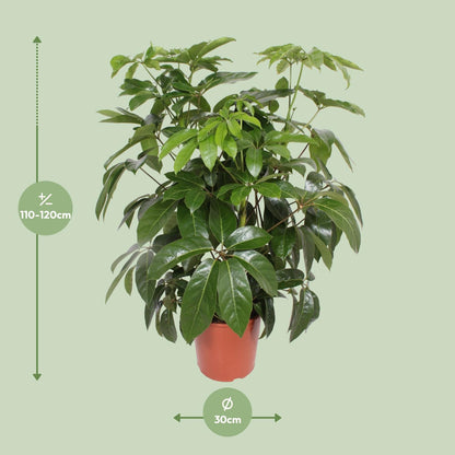 XL kamerplant - Schefflera Actinophylla Amate - Pot Ø 30cm Hoogte ↕ 120cm