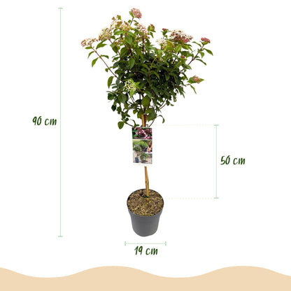 Buitenplant - Viburnum tinus op stam - Winterhard - Pot Ø 19cm Hoogte ↕ 90cm