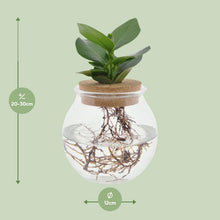 Kamerplant - Clusia in Bolglas met Klikkurk - Pot Ø 12cm Hoogte ↕ 30cm