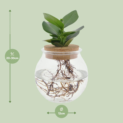 Kamerplant - Clusia in Bolglas met Klikkurk - Pot Ø 12cm Hoogte ↕ 30cm