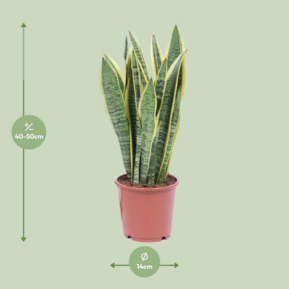 Kamerplant - Sansevieria Trifasciata Laurentii - Pot Ø 14cm Hoogte ↕ 40cm