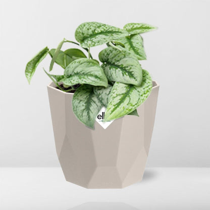 Kamerplant - Scindapsus Pictus 'Trebie' - Hangplant - Pot Ø 14cm