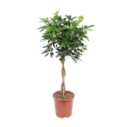 XL kamerplant - Schefflera Arboricola Compacta - Pot Ø 27cm Hoogte ↕ 120cm