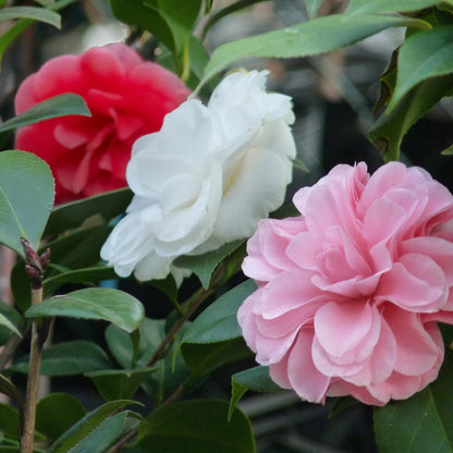 Buitenplant - Camellia japonica 'Tricolour' - Bloeiend, Groenblijvend - Pot Ø 15cm Hoogte ↕ 30cm