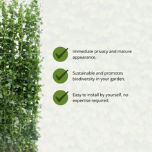 Buitenplant - Hedera hibernica Klimop - Kant-en-Klaar Haag - Breedte ↔ 120cm Hoogte ↕ 150cm