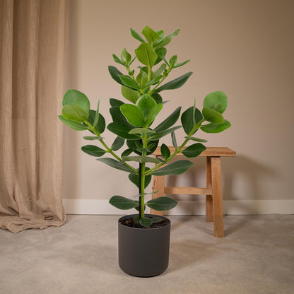 Kamerplant - Clusia Rosea 'Princess' - Pot Ø 17cm Hoogte ↕ 60cm