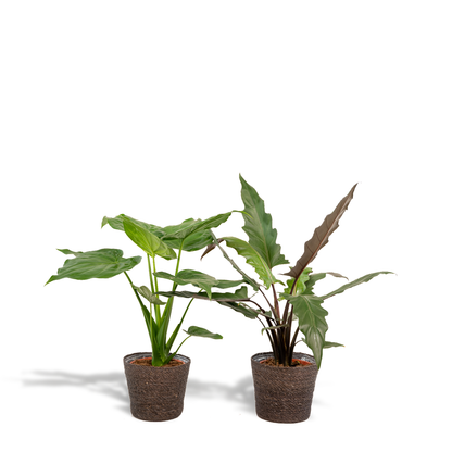 Kamerplant - Alocasia Cucullata + Alocasia Lauterbachiana - Inclusief siermand - Pot Ø 19cm Hoogte ↕ 60-75cm