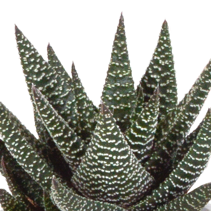 Kamerplant 3x Gasteria/Haworthia mix - Incl. terracotta pot - Pot Ø 8,5cm