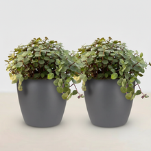 Kamerplant 2x Callisia repens - Pot Ø 12cm Hoogte ↕ 17-20cm