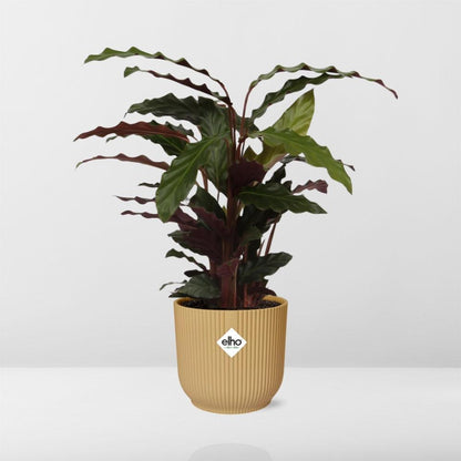 Kamerplant - Calathea Rufibarba 'Tropistar' - Pot Ø 14cm