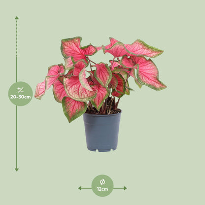 Kamerplant - Caladium Sweetheart - Pot Ø 12cm Hoogte ↕ 25cm