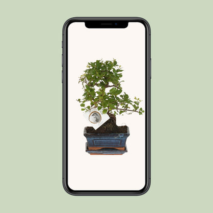 Kamerplant - Bonsai Sageretia S-vorm - Pot Ø 15cm Hoogte ↕ 15cm