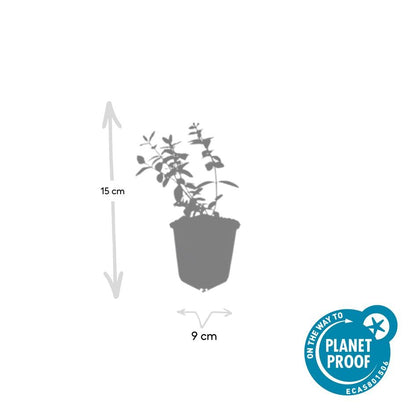 Buitenplant 48x Hypericum dummeri 'Peter Dummer' - Bloeiend - Pot Ø 9cm Hoogte ↕ 10-25cm
