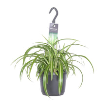 Kamerplant - Chlorophytum Comosum Bonnie - Hangplant - Pot Ø 17cm Hoogte ↕ 35cm