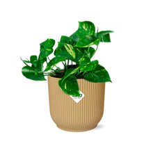 Kamerplant - Epipremnum Pinnatum 'Aureum' - Pot Ø 14cm