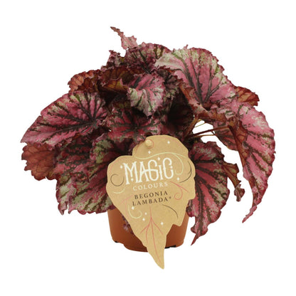 Kamerplant - Begonia Rex Lambada - Pot Ø 12cm Hoogte ↕ 25cm