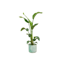 Kamerplant - Strelitzia Nicolai inclusief pot - Pot Ø 22cm Hoogte ↕ 100cm