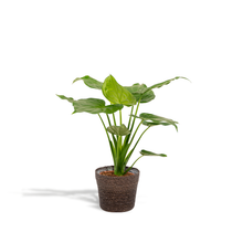 Kamerplant - Alocasia Cucullata - Pot Ø 19cm Hoogte ↕ 65cm