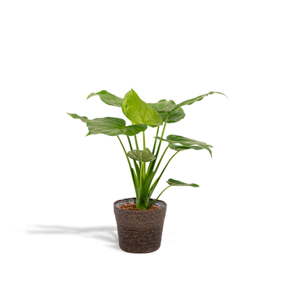 Kamerplant - Alocasia Cucullata - Pot Ø 19cm Hoogte ↕ 65cm