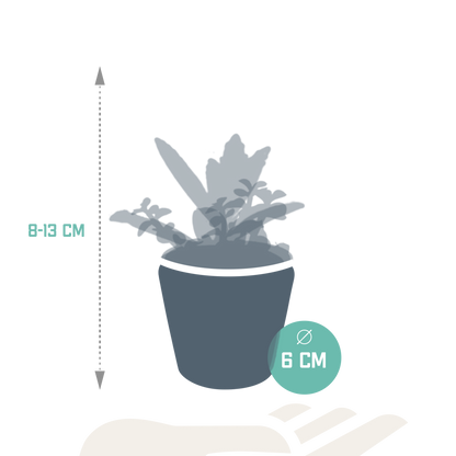 Kamerplant 5x Vetplanten mix - in Mexicaanse pot - Pot Ø 5.5cm