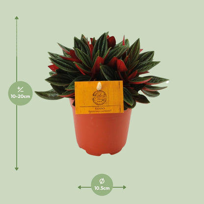Kamerplant - Peperomia Caperata Rosso - Pot Ø 11cm Hoogte ↕ 15cm