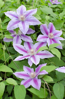 Buitenplant 4x Clematis Dr Ruppel - Bloeiend - Pot Ø 15cm Hoogte ↕ 65cm