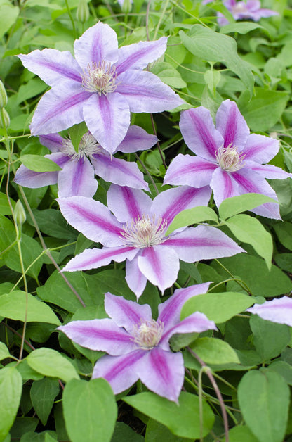 Buitenplant 4x Clematis Dr Ruppel - Bloeiend - Pot Ø 15cm Hoogte ↕ 65cm